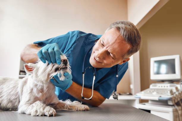 Best Emergency Tooth Extraction in Fellsmere, FL